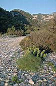 Cala Sisine